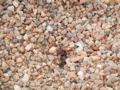 Pogonomyrmex rugosus