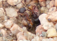 Pogonomyrmex rugosus