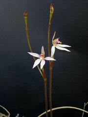 Caladenia alata