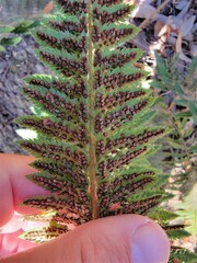 Polystichum