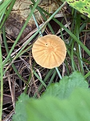 Marasmius siccus
