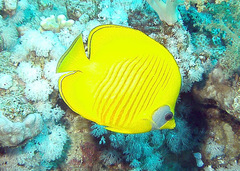 Chaetodon semilarvatus