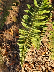 Polystichum