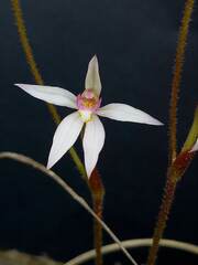 Caladenia alata