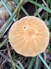 Marasmius siccus