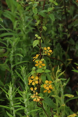 Gaudichaudia cynanchoides
