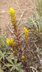 Orthocarpus luteus