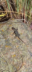 Sceloporus