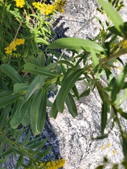 Solidago juncea