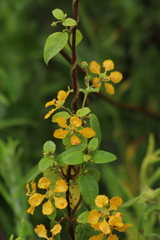 Gaudichaudia cynanchoides
