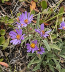 Erigeron speciosus