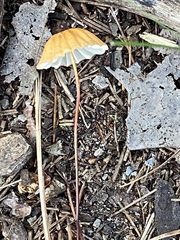 Marasmius siccus