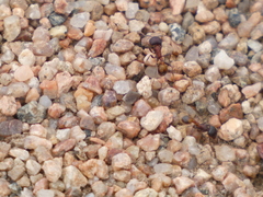 Pogonomyrmex rugosus