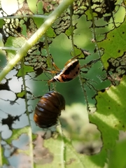 Symphyta