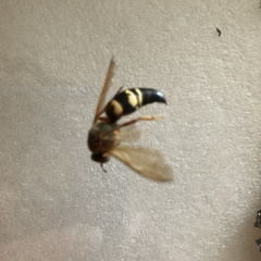 Sphecius speciosus