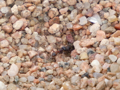 Pogonomyrmex rugosus