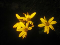 Tagetes zypaquirensis