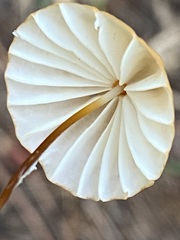 Marasmius siccus