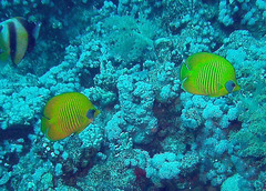 Chaetodon semilarvatus