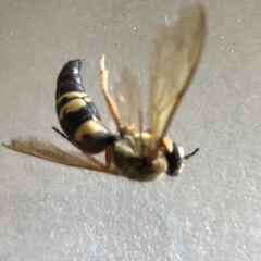 Sphecius speciosus