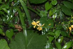 Echeandia flavescens