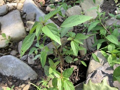 Acalypha rhomboidea