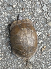 Terrapene carolina triunguis