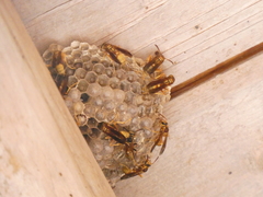 Mischocyttarus flavitarsis