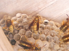 Mischocyttarus flavitarsis