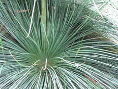 Xanthorrhoea malacophylla