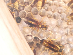 Mischocyttarus flavitarsis