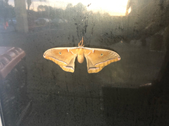 Antheraea polyphemus