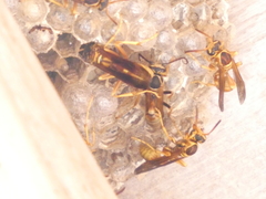 Mischocyttarus flavitarsis