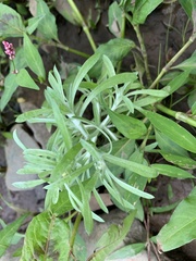 Gnaphalium uliginosum