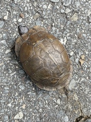 Terrapene carolina triunguis