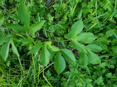 Passiflora incarnata