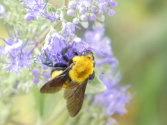 Bombus morrisoni