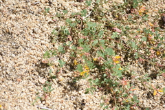 Acmispon decumbens decumbens