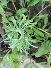 Gnaphalium uliginosum