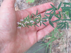 Lespedeza virginica