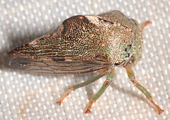 Telamona decorata