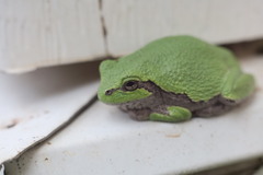 Hyla versicolor