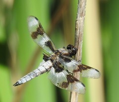 Libellula forensis