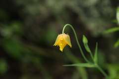 Calochortus barbatus