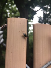 Phyllopalpus pulchellus