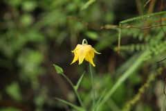 Calochortus barbatus