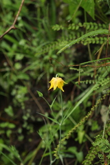 Calochortus barbatus