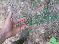 Lespedeza virginica