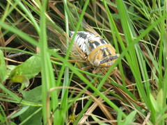 Megatibicen dealbatus