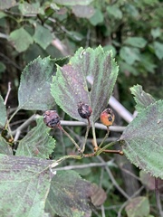 Crataegus chrysocarpa chrysocarpa